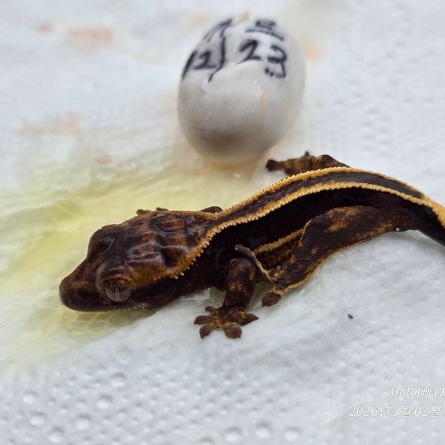 슈퍼스트라이프 엠티백