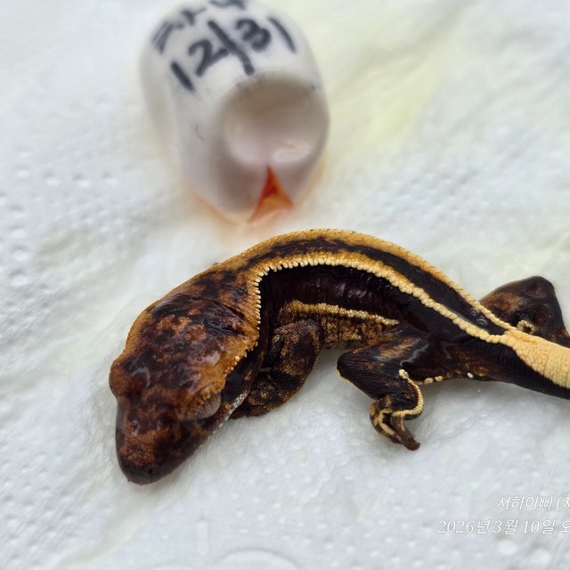 슈퍼스트라이프 엠티백