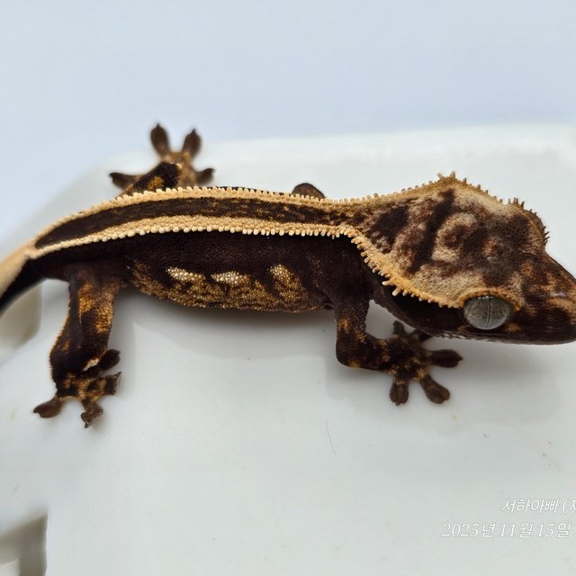 슈퍼스트라이프 엠티백