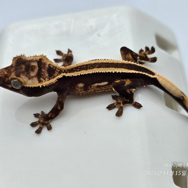 슈퍼스트라이프 엠티백