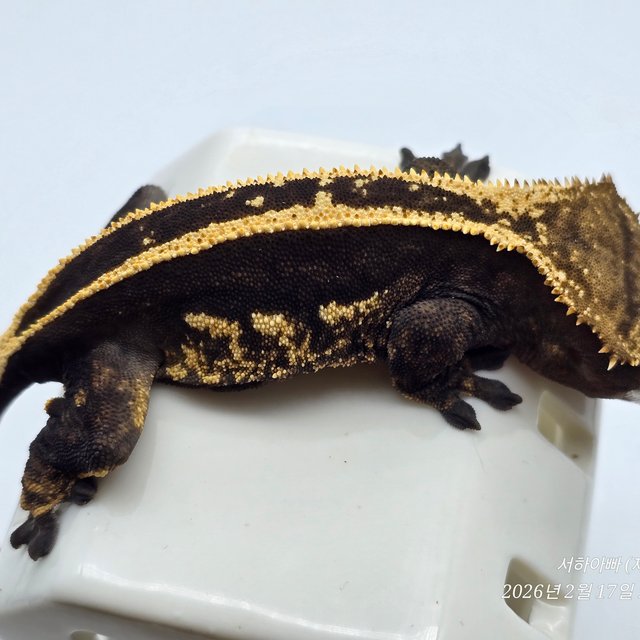 다크 슈퍼스트라이프 엠티백