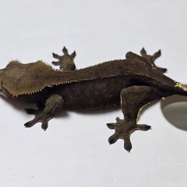 챠콜 알티