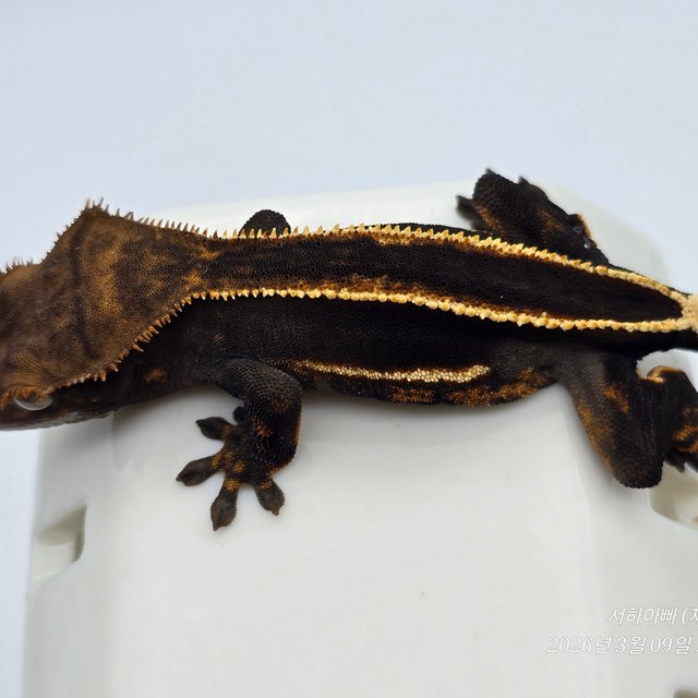 슈퍼스트라이프 엠티백