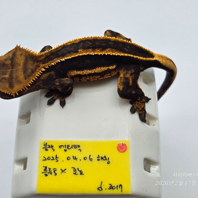 슈퍼스트라이프 엠티백