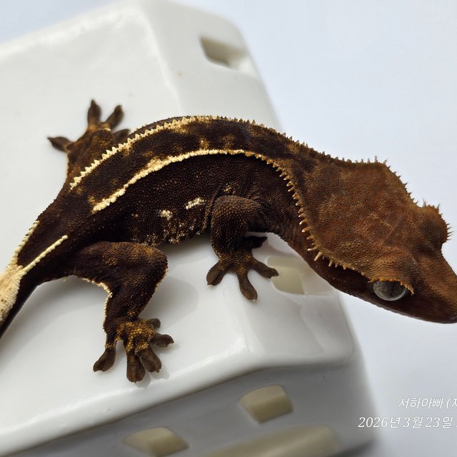 100%헷아잔틱 엠티백