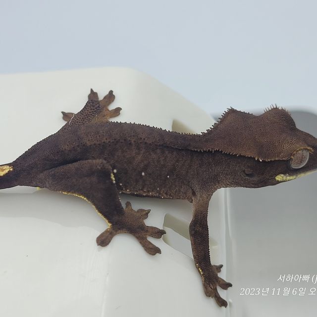 벅스킨 브린들 챠콜