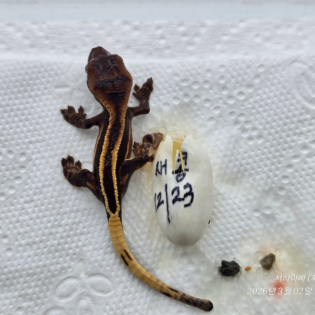 슈퍼스트라이프 엠티백