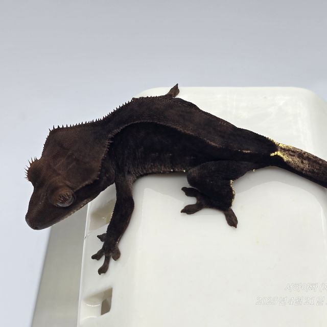 챠콜 알티