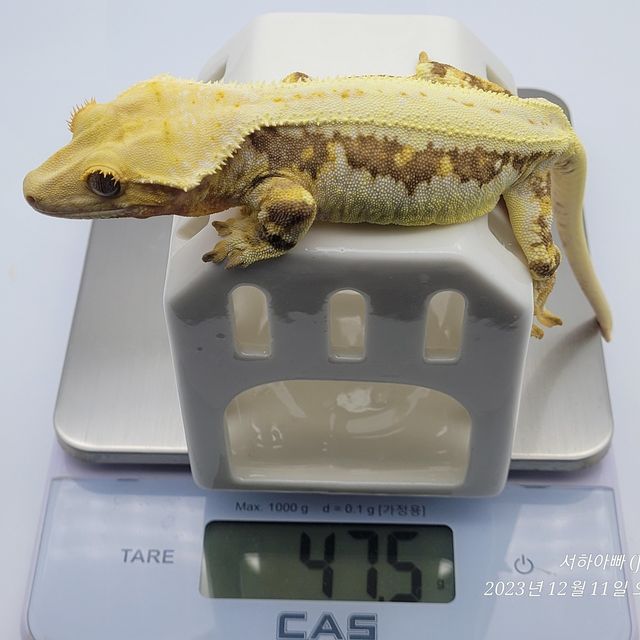릴리화이트
