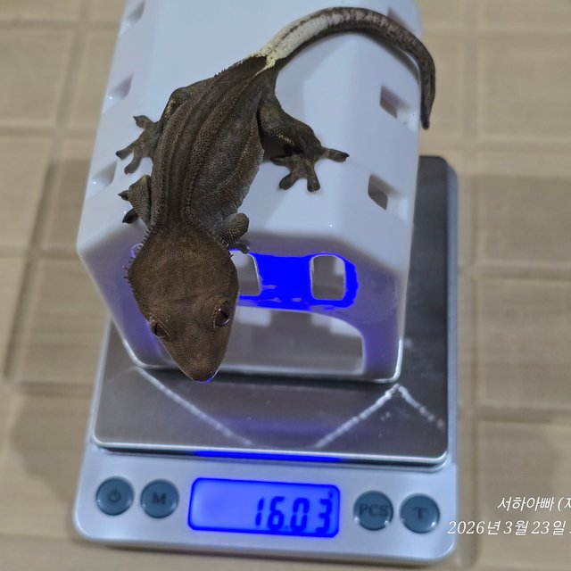 팬텀 슈퍼스트라이프 엠티백