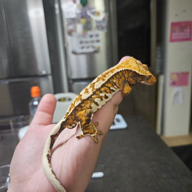 텐저린 트라이