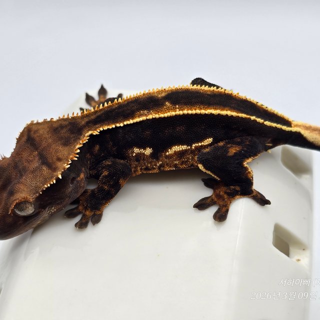 슈퍼스트라이프 엠티백