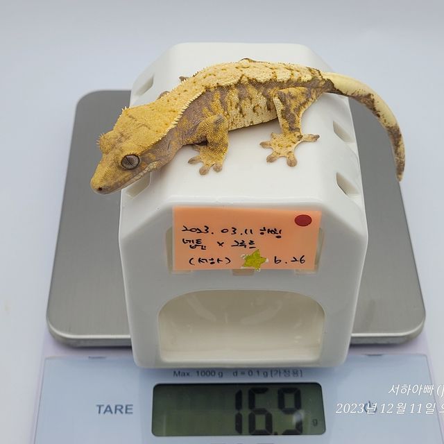 노멀 트라이 익스트림할리퀸