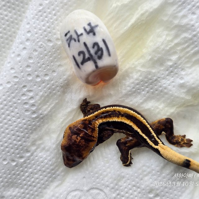 슈퍼스트라이프 엠티백