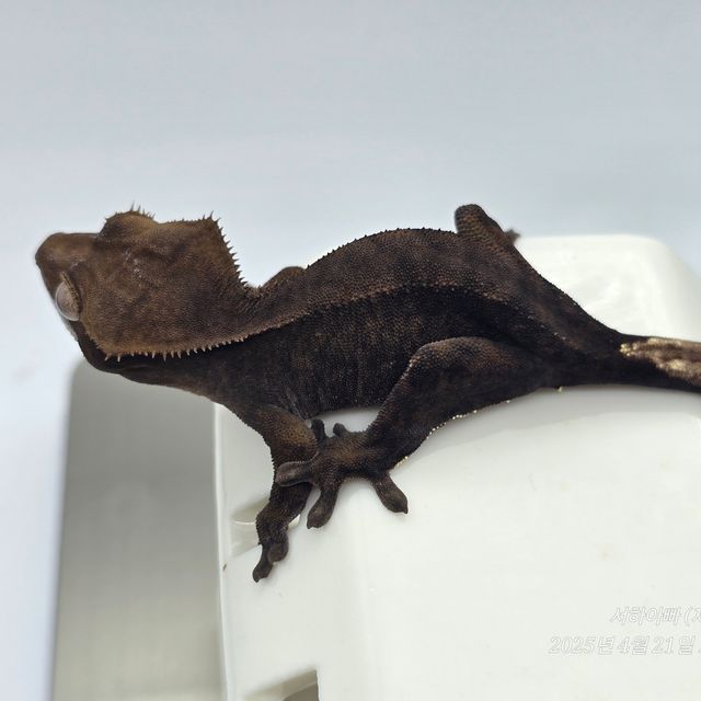 챠콜 알티