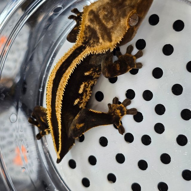 슈퍼스트라이프 엠티백