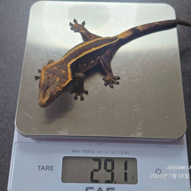 슈퍼스트라이프 엠티백