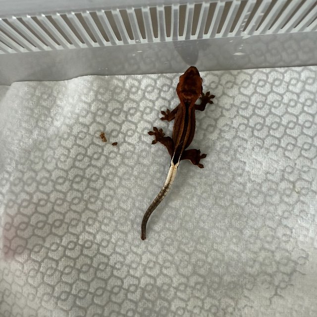 다크 팬텀 슈퍼스트라이프 엠티백