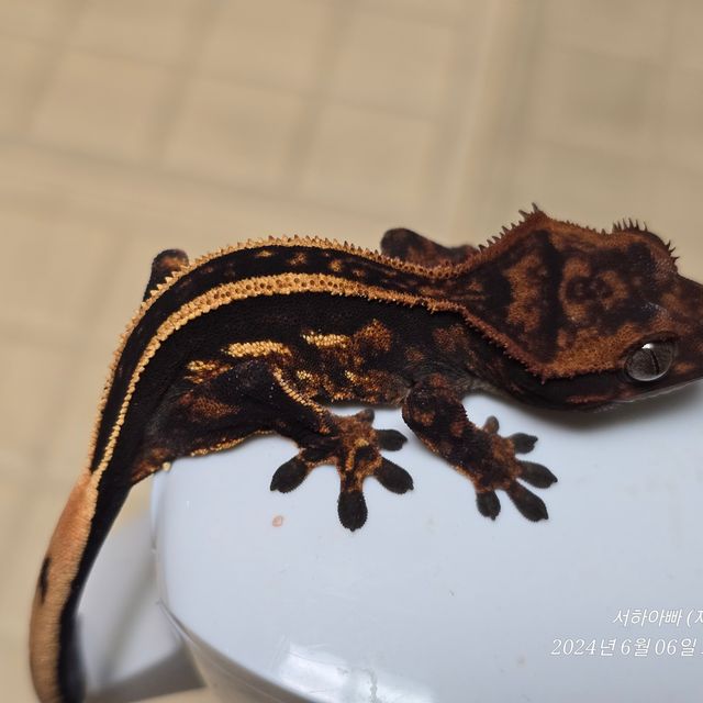 엠티백