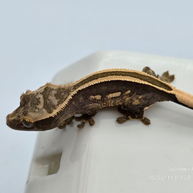 슈퍼스트라이프 엠티백