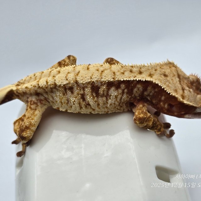 트라이 레드 드리피