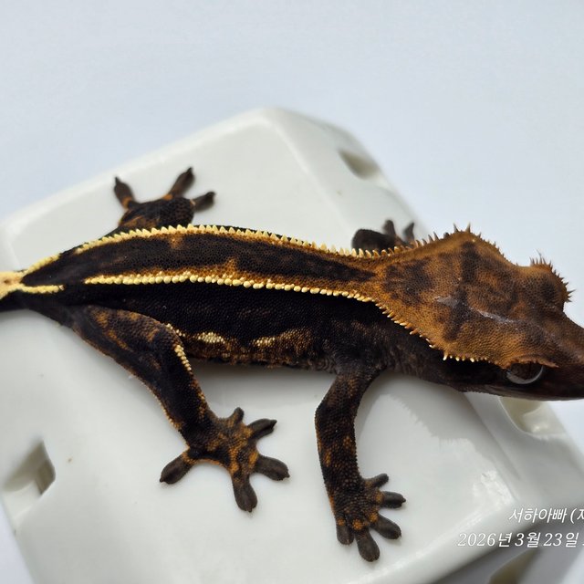 슈퍼스트라이프 엠티백