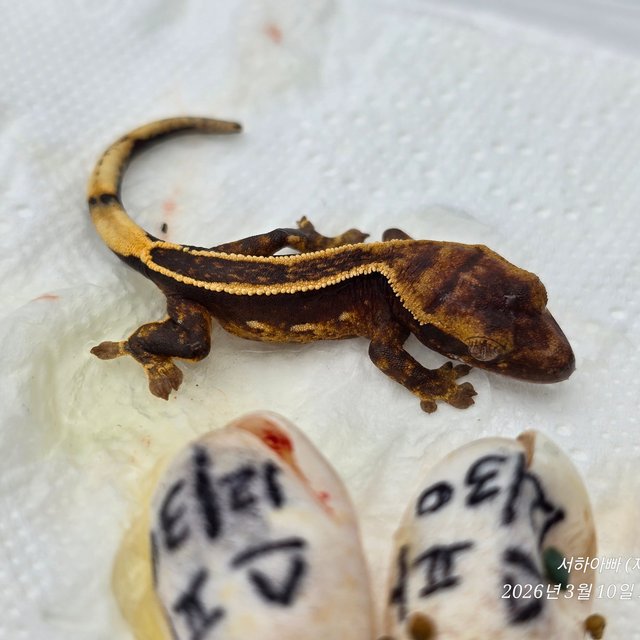 슈퍼스트라이프 엠티백