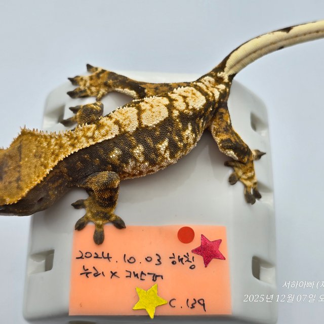 노멀 트라이 텐저린