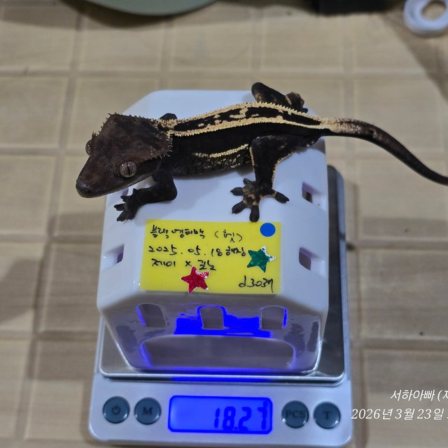 100%헷아잔틱 슈퍼스트라이프 엠티백