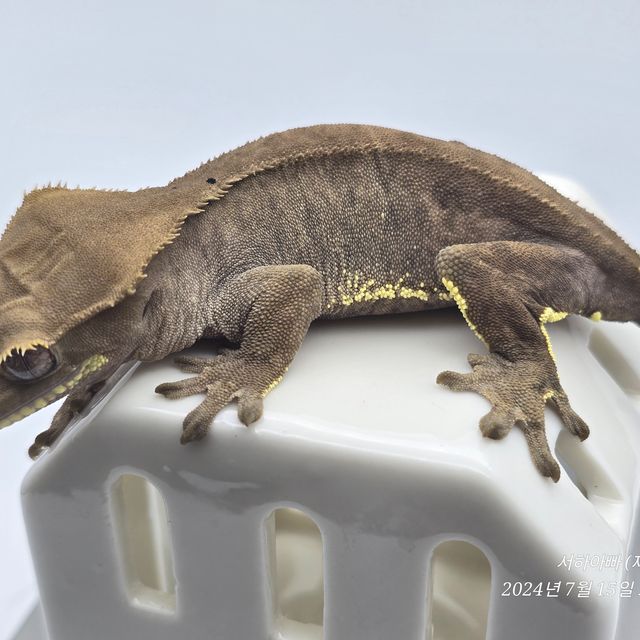 알티 챠콜