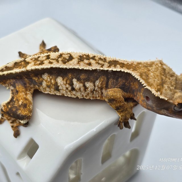 노멀 트라이 화이트핀