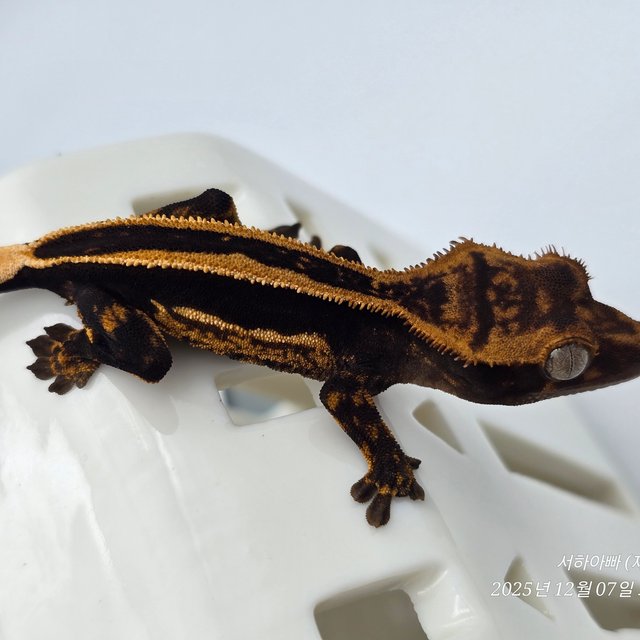 슈퍼스트라이프 엠티백