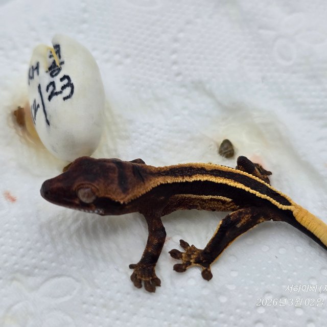 슈퍼스트라이프 엠티백