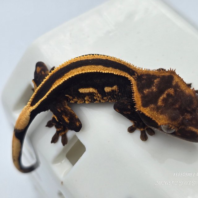 슈퍼스트라이프 엠티백