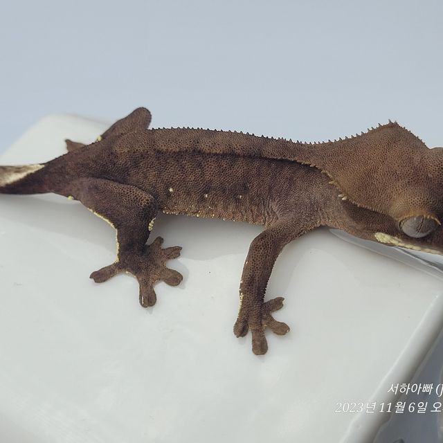 벅스킨 브린들 챠콜