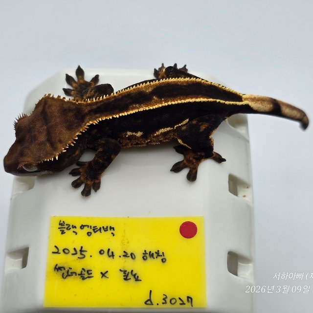 슈퍼스트라이프 엠티백