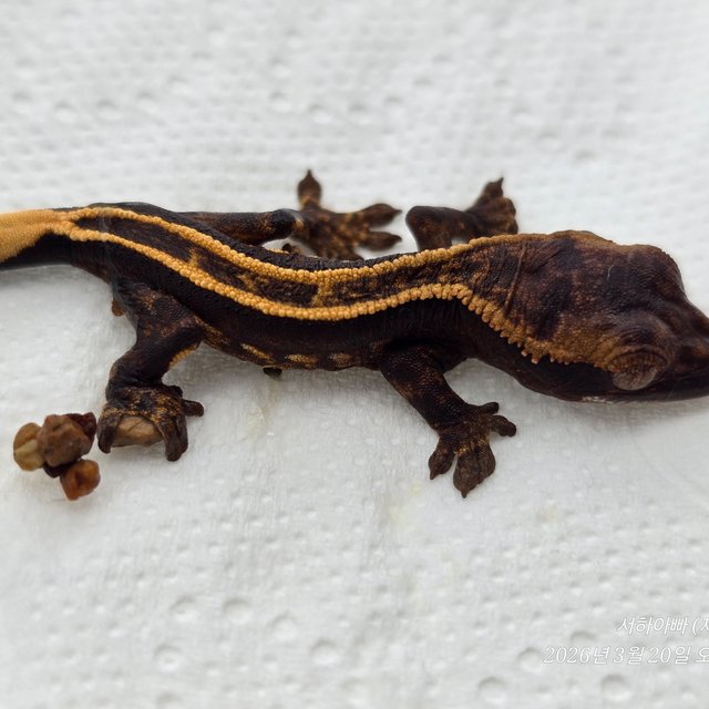 100%헷아잔틱 슈퍼스트라이프 엠티백