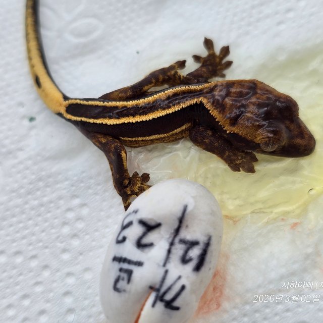 슈퍼스트라이프 엠티백