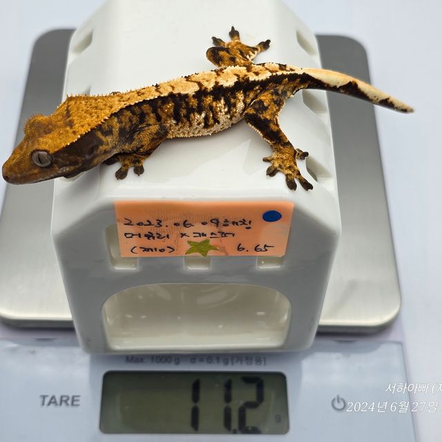 텐저린 노멀 익스트림할리퀸