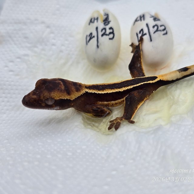 슈퍼스트라이프 엠티백