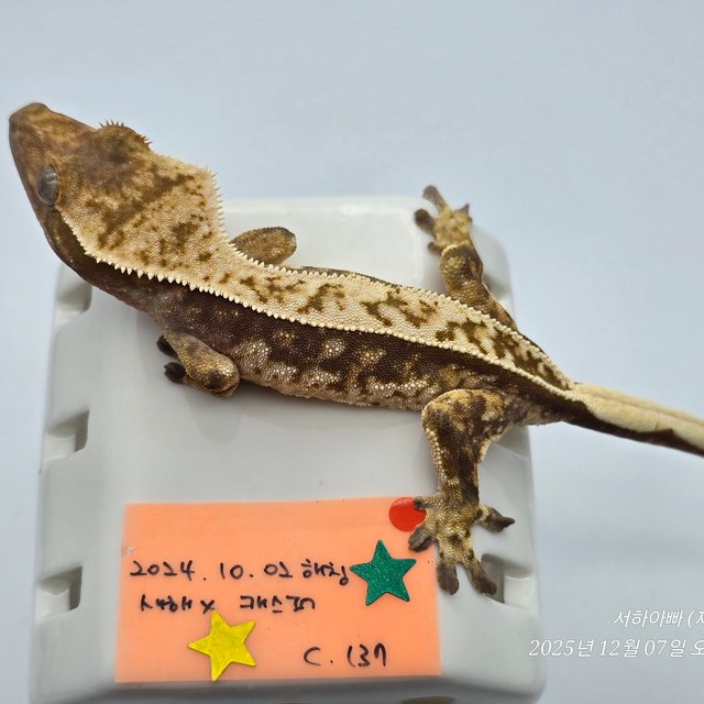 노멀 핀스트라이프