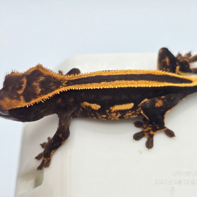 슈퍼스트라이프 엠티백