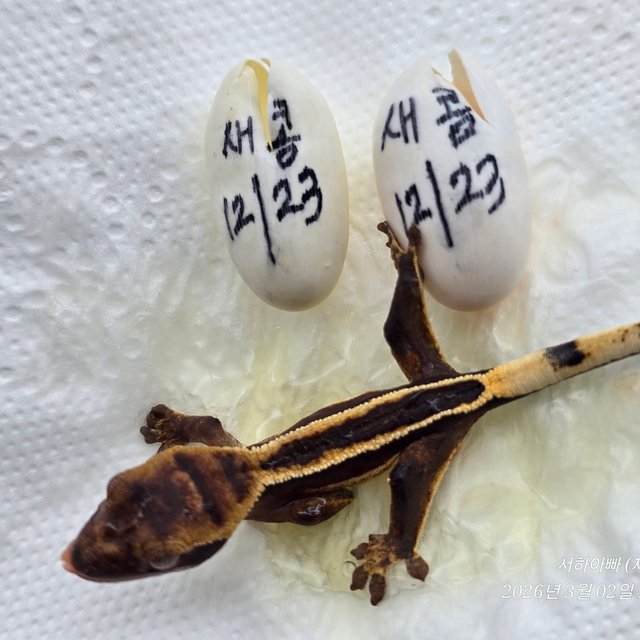 슈퍼스트라이프 엠티백