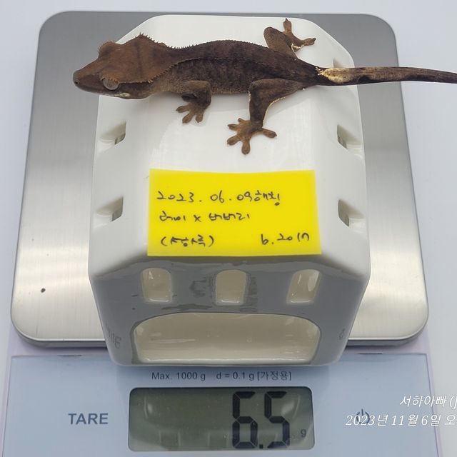 벅스킨 브린들 챠콜