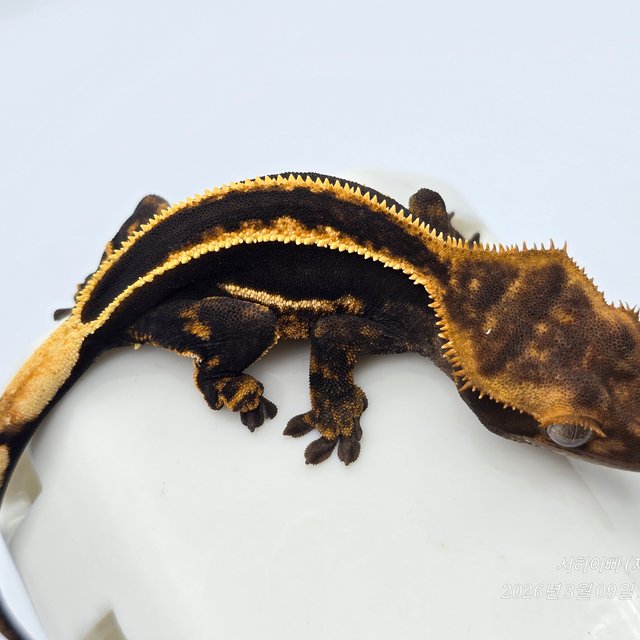 슈퍼스트라이프 엠티백