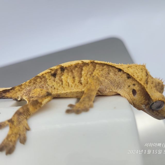 노멀