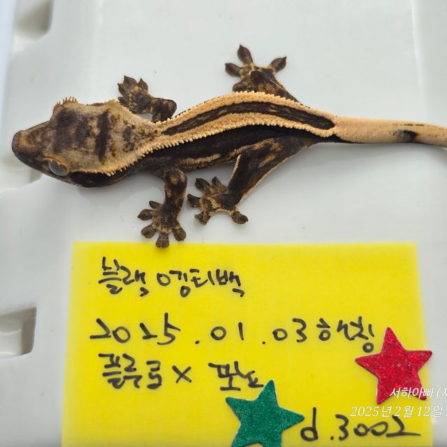 슈퍼스트라이프 엠티백