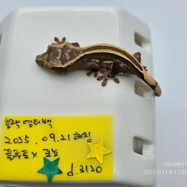 슈퍼스트라이프 엠티백