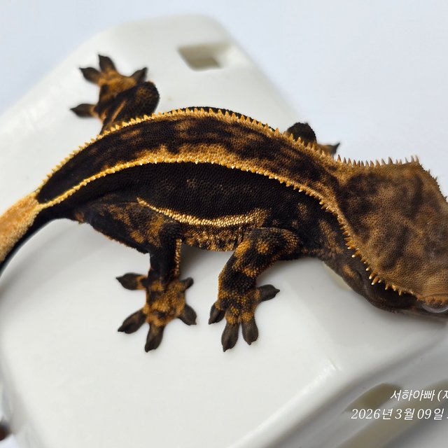 슈퍼스트라이프 엠티백