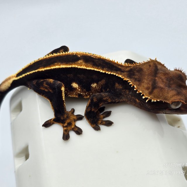 슈퍼스트라이프 엠티백